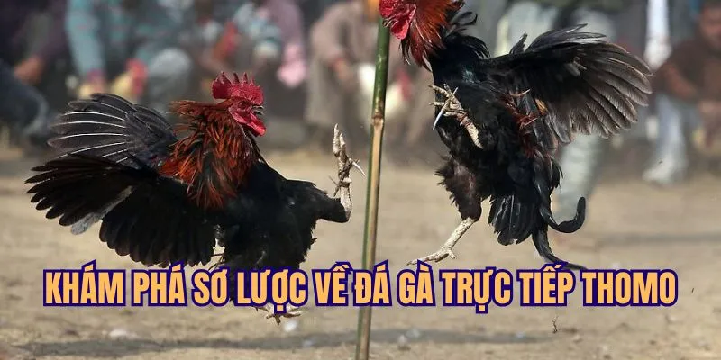 Đôi nét cơ bản về đá gà trực tiếp Thomo là gì?